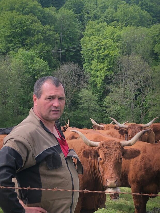 Vaches Salers au pâturage SCEA des Trois Ruisseaux Saint-Simon Cantal