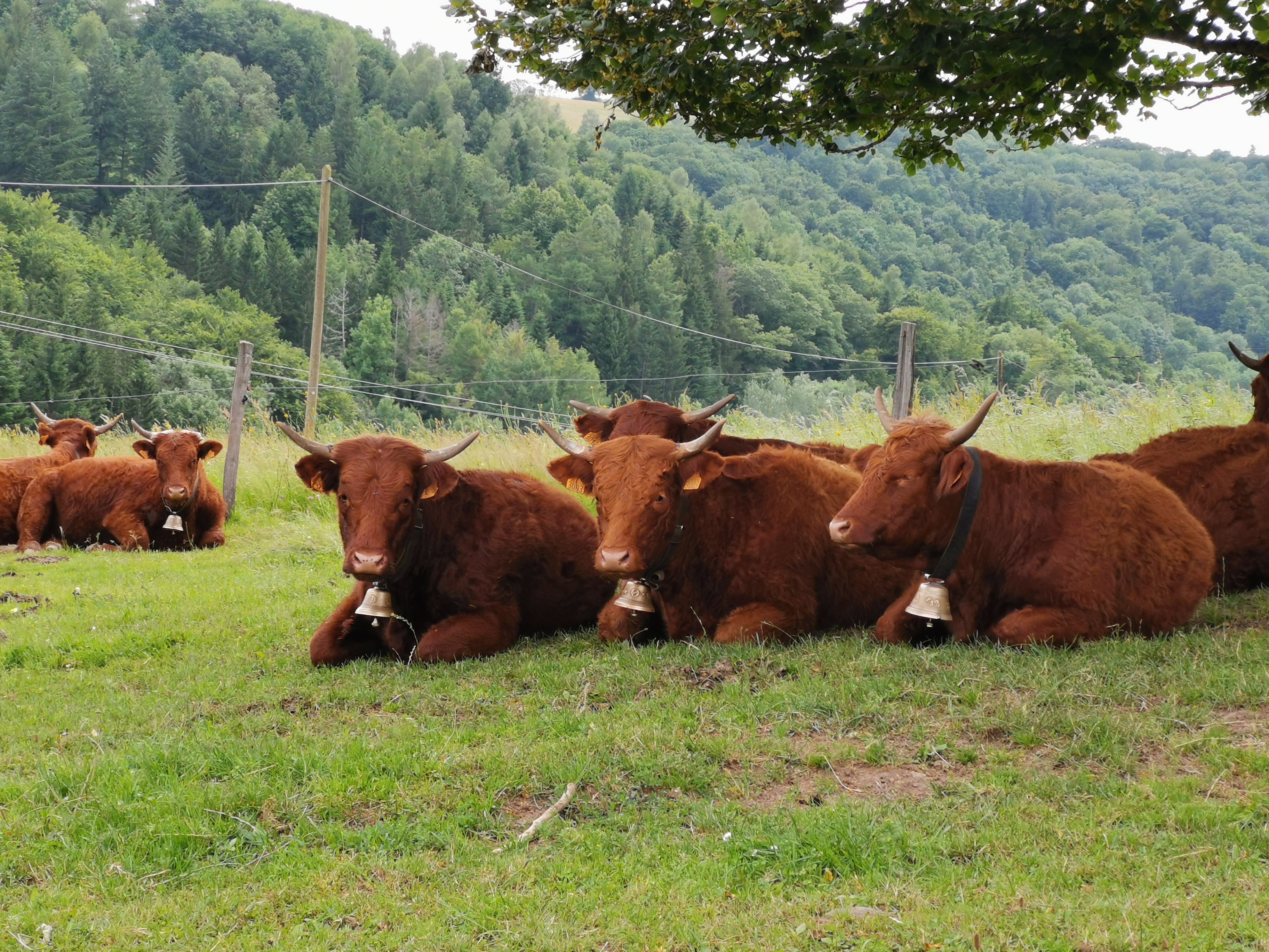Race Salers vache emblématique du Cantal pelage acajou élevage montagne